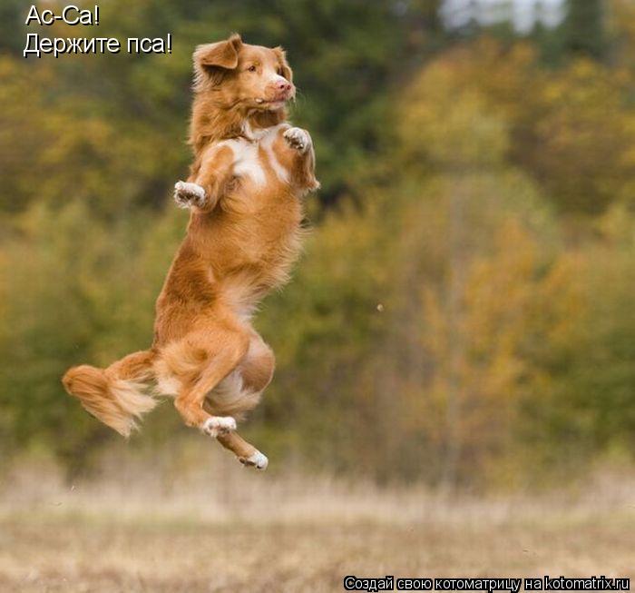 Котоматрица: Ас-Са! Держите пса!