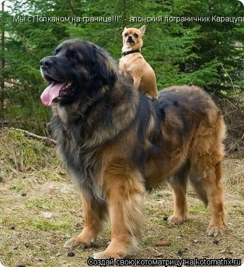 Котоматрица: Мы с Полканом на границе!!!" - японский пограничник Карацупа