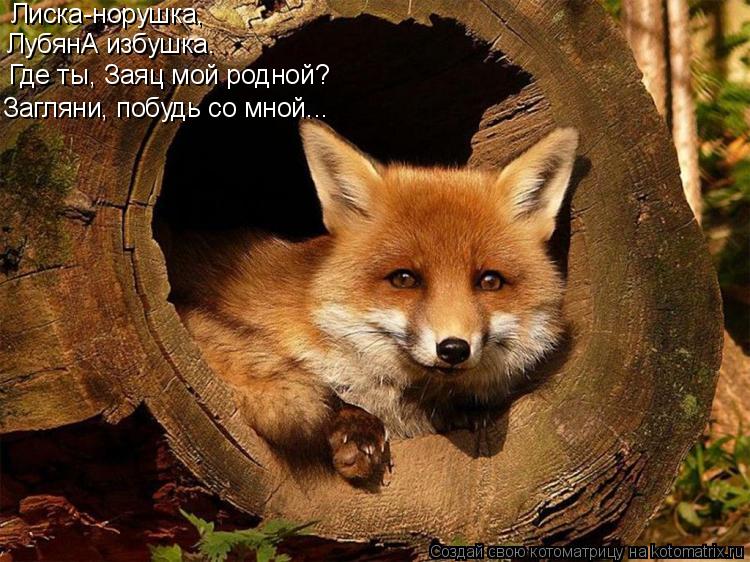 Котоматрица: Лиска-норушка, ЛубянА избушка. Где ты, Заяц мой родной? Загляни, побудь со мной...
