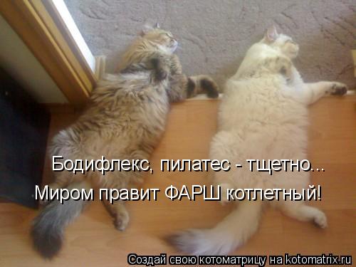 Котоматрица: Бодифлекс, пилатес - тщетно... Миром правит ФАРШ котлетный!