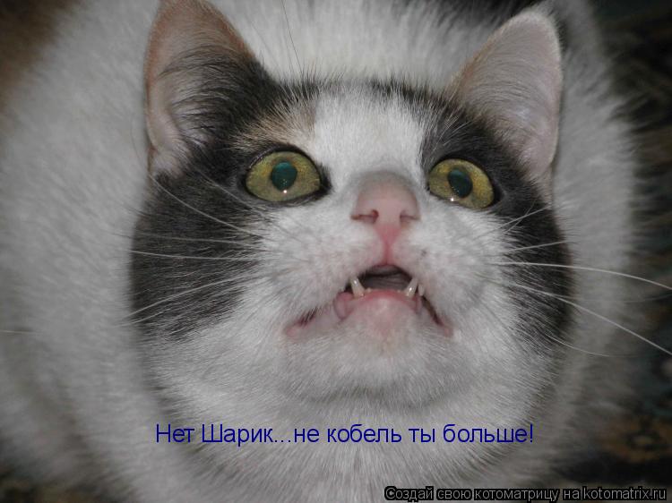 Котоматрица: Нет Шарик...не кобель ты больше!