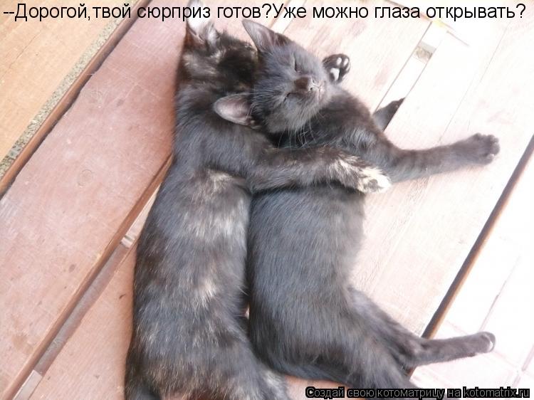 Котоматрица: --Дорогой,твой сюрприз готов?Уже можно глаза открывать?