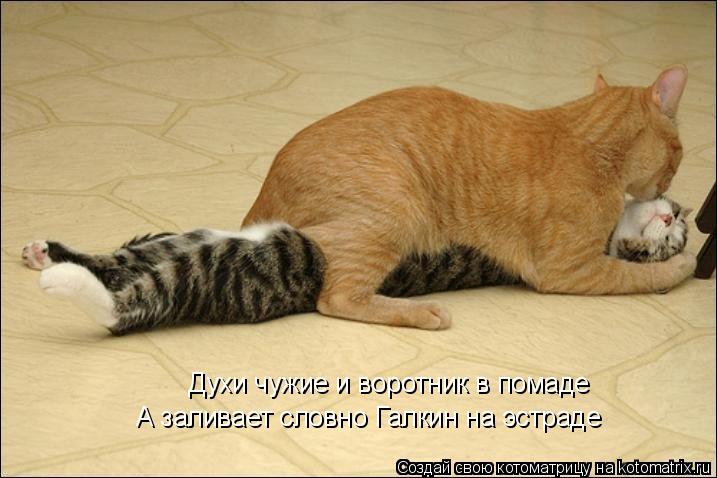 Котоматрица: Духи чужие и воротник в помаде А заливает словно Галкин на эстраде