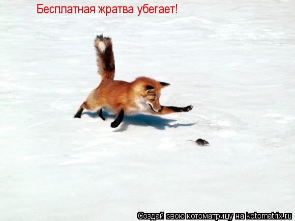 Котоматрица: Бесплатная жратва убегает!