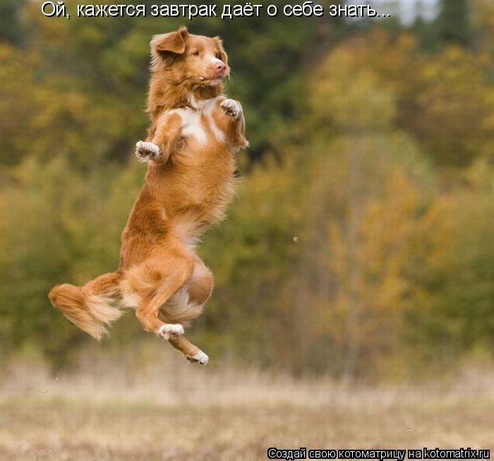 Котоматрица: Ой, кажется завтрак даёт о себе знать...