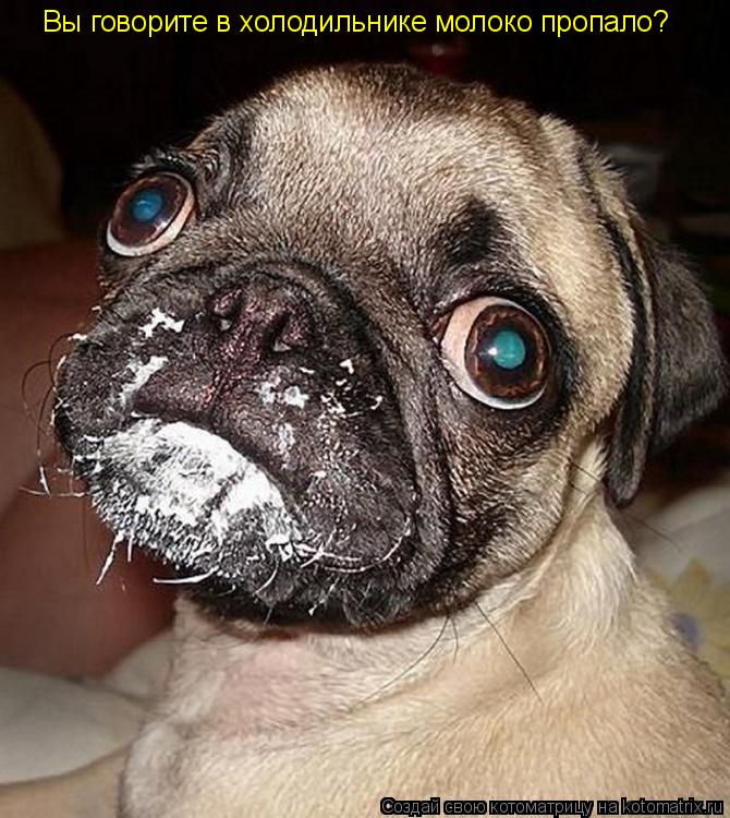 Котоматрица: Вы говорите в холодильнике молоко пропало?