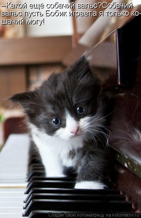 Котоматрица: --Какой ещё собачий вальс?Собачий вальс пусть Бобик играет,а я только ко- шачий могу!