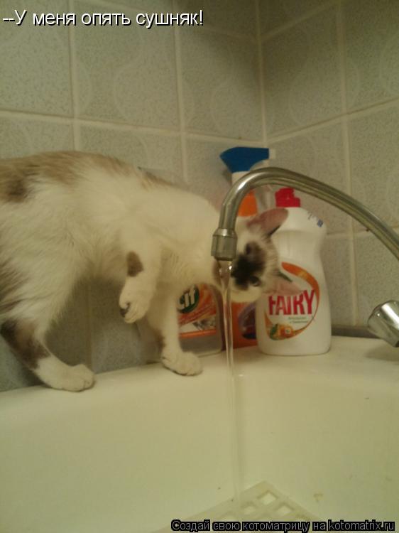 Котоматрица: --У меня опять сушняк!