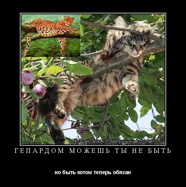 Котоматрица: ГЕПАРДОМ МОЖЕШЬ ТЫ НЕ БЫТЬ но быть котом теперь обязан