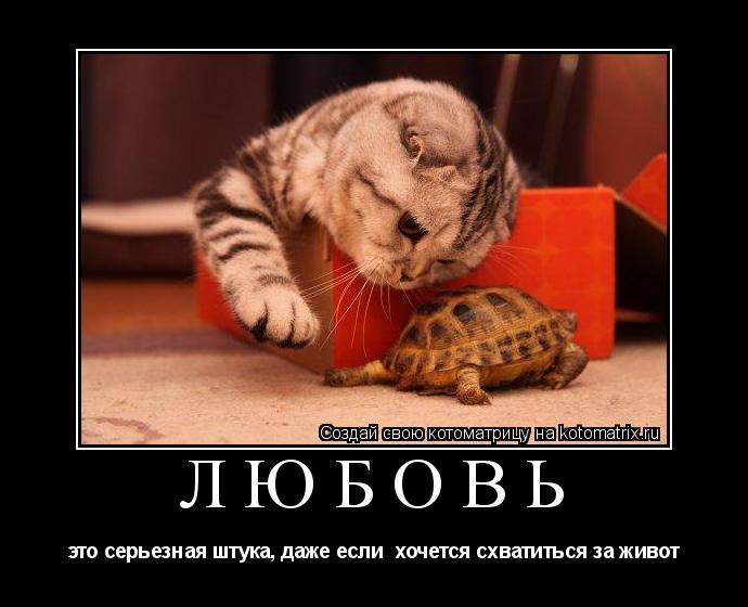 любовь это серьезная штука, даже если хочется схватиться за живот... Котоматрица: любовь это серьезная штука, даже если хочется схватиться за живот