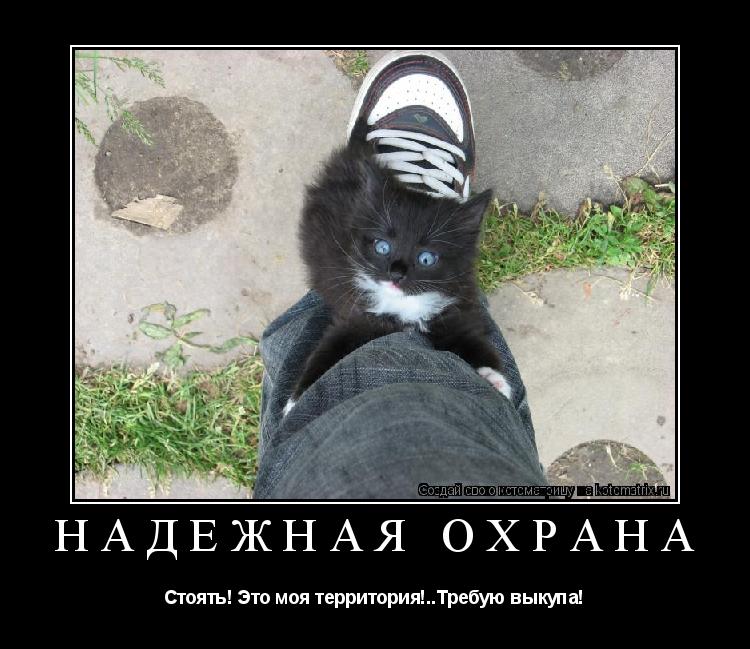 Котоматрица: Надёжная охрана Стоять! Это моя территория!..Требую выкупа!