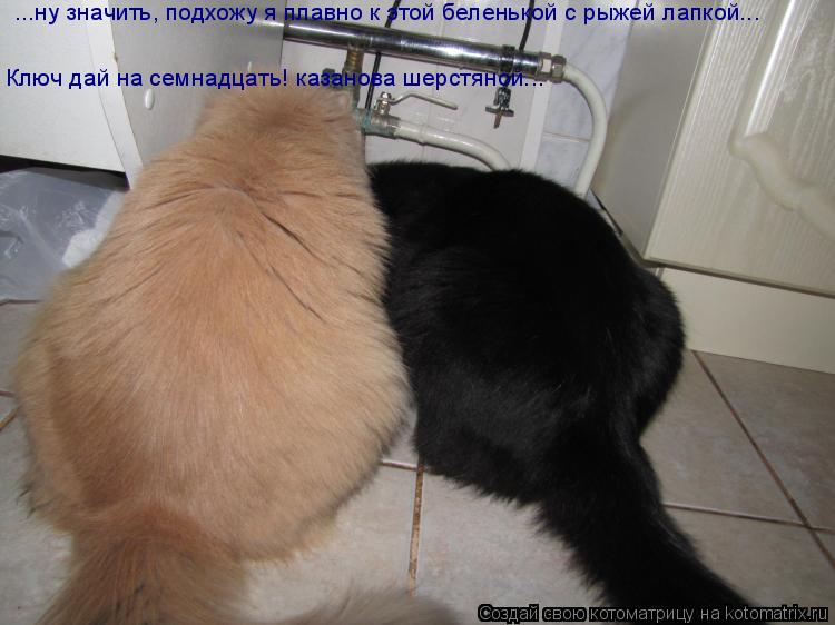 Котоматрица: ...ну значить, подхожу я плавно к этой беленькой с рыжей лапкой... Ключ дай на семнадцать! казанова шерстяной...