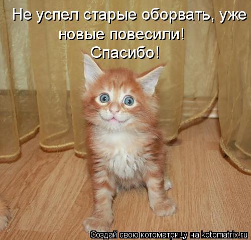 Котоматрица: Не успел старые оборвать, уже  новые повесили! Спасибо!
