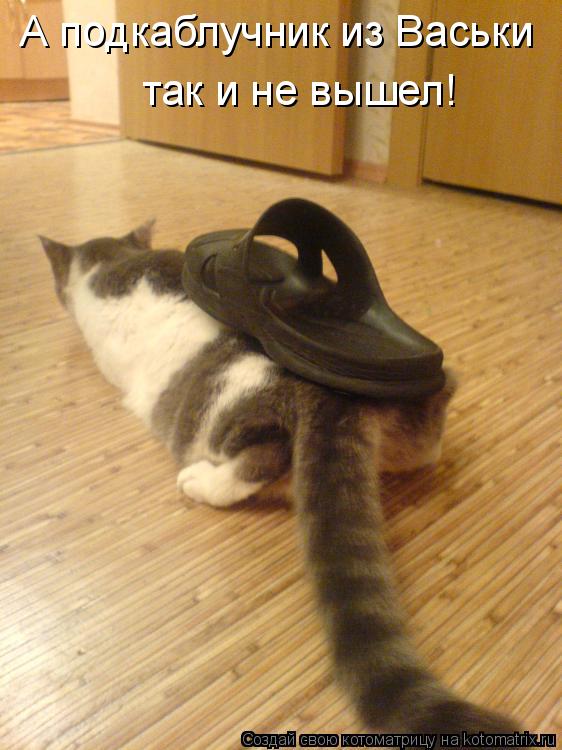 Котоматрица: А подкаблучник из Васьки  так и не вышел!
