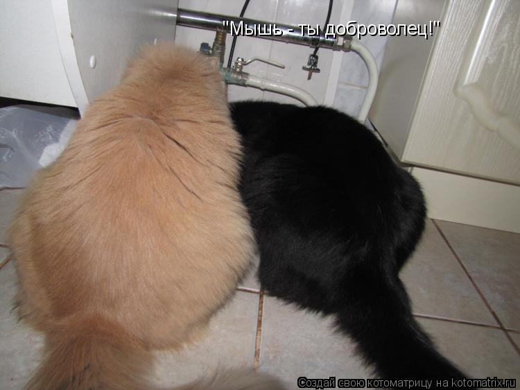 Котоматрица: "Мышь - ты доброволец!"