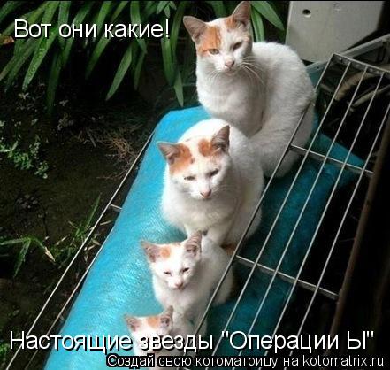 Котоматрица: Вот они какие! Настоящие звезды "Операции Ы"