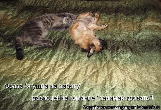 Фраза "я ушла на работу" равноценна команде "занимай кровать"!... Котоматрица: Фраза "я ушла на работу" равноценна команде "занимай кровать"!