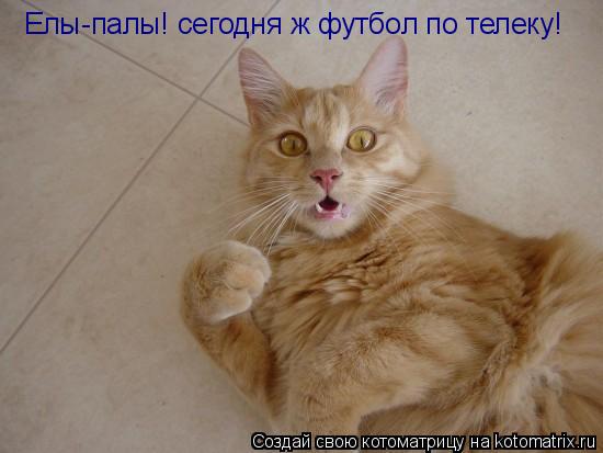 Котоматрица: Елы-палы! сегодня ж футбол по телеку!