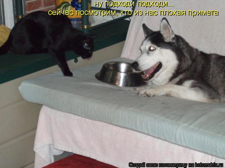 Котоматрица: ну подходи подходи... сейчас посмотрим, кто из нас плохая примета