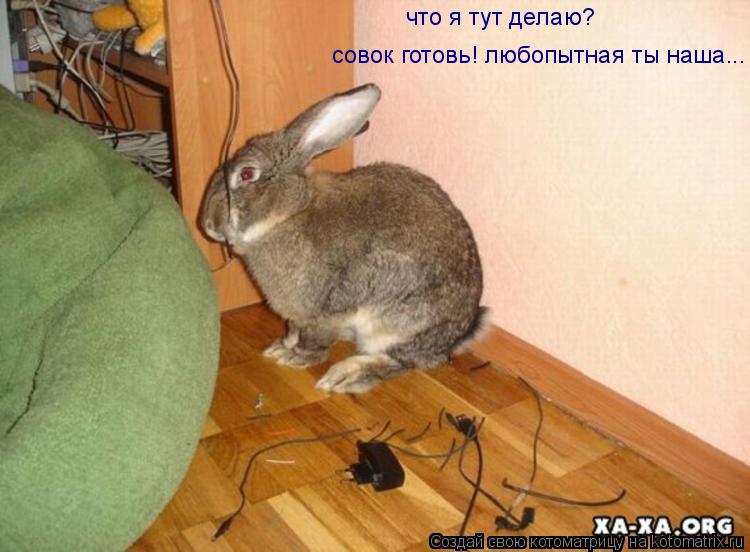 Котоматрица: что я тут делаю? совок готовь! любопытная ты наша...