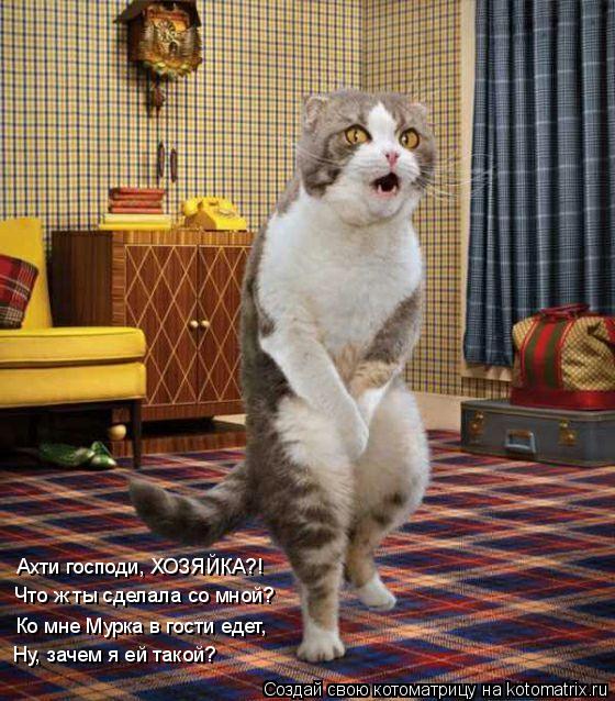 Котоматрица: Ахти господи, ХОЗЯЙКА?! Что ж ты сделала со мной? Ко мне Мурка в гости едет, Ну, зачем я ей такой?