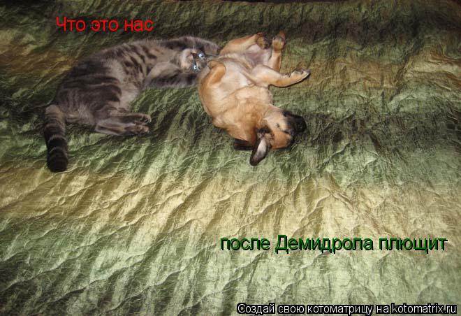 Котоматрица: Что это нас после Демидрола плющит