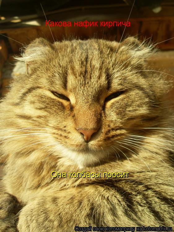 Котоматрица: Какова нафик кирпича Она колбасы просит