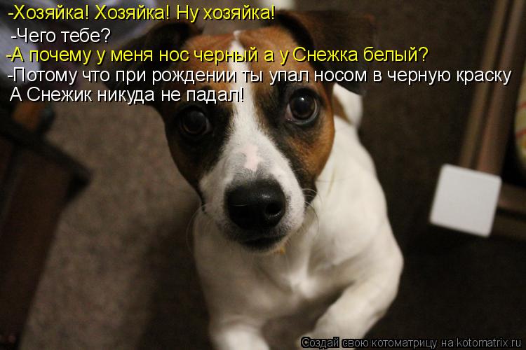 Котоматрица: -Хозяйка! Хозяйка! Ну хозяйка! -Чего тебе? -А почему у меня нос черный а у Снежка белый? -Потому что при рождении ты упал носом в черную краску А