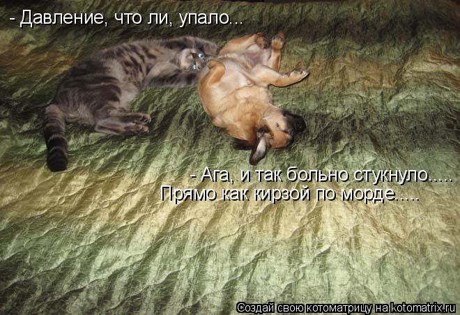 Котоматрица: - Давление, что ли, упало... - Ага, и так больно стукнуло..... Прямо как кирзой по морде.....