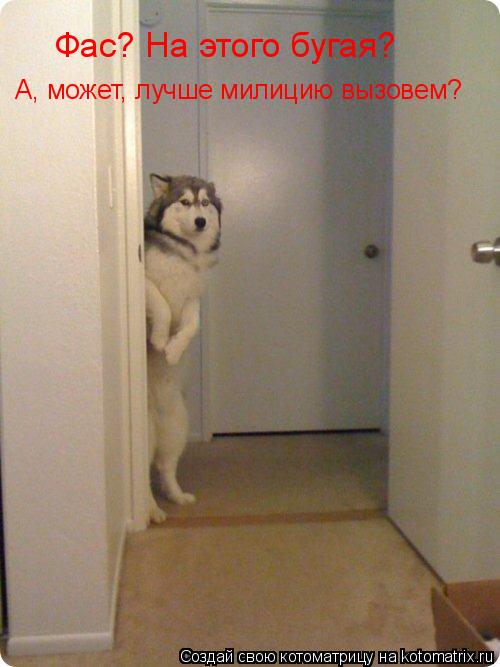 Котоматрица: Фас? На этого бугая? А, может, лучше милицию вызовем?