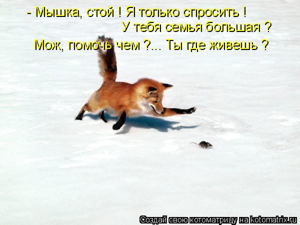 Котоматрица: - Мышка, стой ! Я только спросить ! У тебя семья большая ? Мож, помочь чем ?... Ты где живешь ?