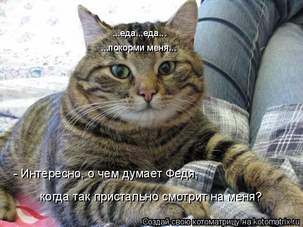 Котоматрица: ...еда...еда... ...покорми меня... - Интересно, о чем думает Федя,  когда так пристально смотрит на меня?