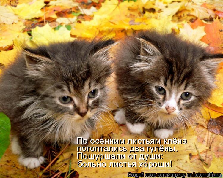 Котоматрица: потоптались два гулёны. Пошуршали от души: больно листья хороши! По осенним листьям клёна