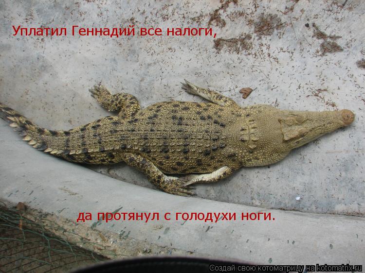 Котоматрица: Уплатил Геннадий все налоги, да протянул с голодухи ноги.