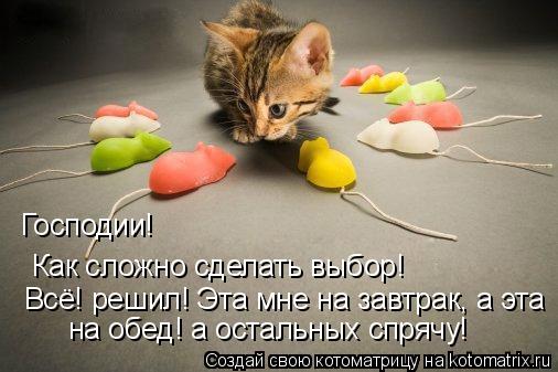 Котоматрица: Господии! Как сложно сделать выбор! Всё! решил! Эта мне на завтрак, а эта  на обед! а остальных спрячу!