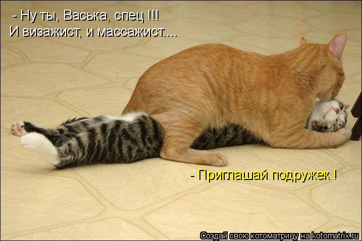 Котоматрица: - Ну ты, Васька, спец !!! И визажист, и массажист.... - Приглашай подружек !