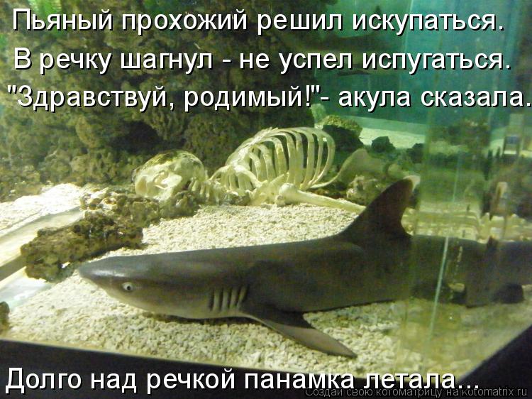 Котоматрица: Пьяный прохожий решил искупаться. В речку шагнул - не успел испугаться.  "Здравствуй, родимый!"- акула сказала. Долго над речкой панамка летал