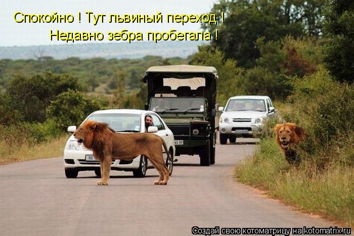 Котоматрица: Спокойно ! Тут львиный переход ! Недавно зебра пробегала !