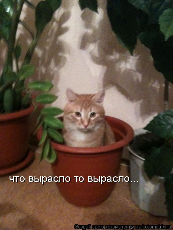 Котоматрица: что вырасло то вырасло...