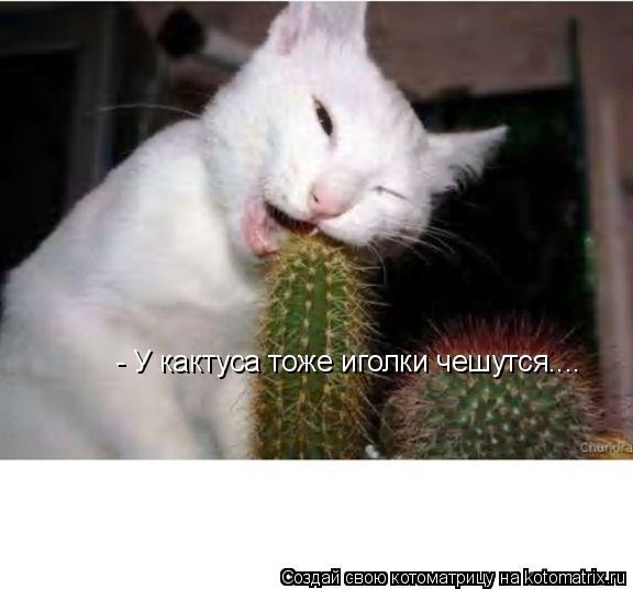 Котоматрица: - У кактуса тоже иголки чешутся....
