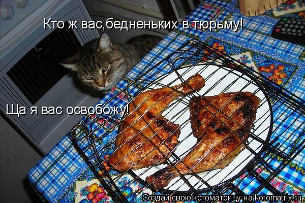 Котоматрица: Кто ж вас,бедненьких в тюрьму! Ща я вас освобожу!