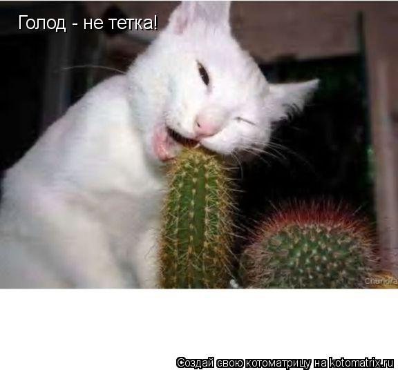 Котоматрица: Голод - не тетка!