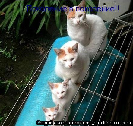 Котоматрица: Поколение в поколение!!