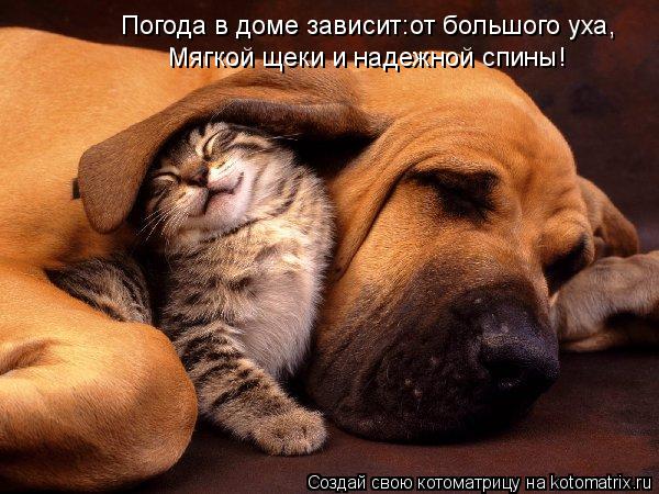 Котоматрица: Погода в доме зависит:от большого уха, Мягкой щеки и надежной спины!