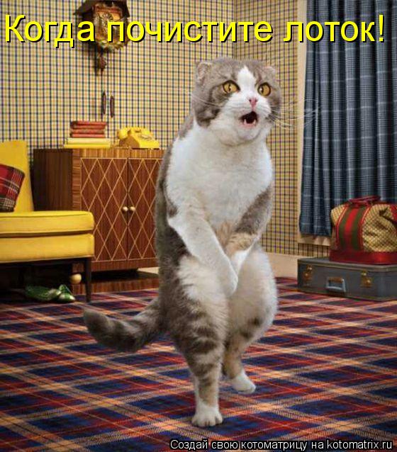 Котоматрица: Когда почистите лоток!