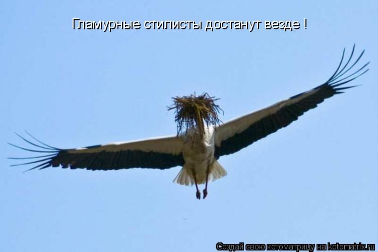 Котоматрица: Гламурные стилисты достанут везде !