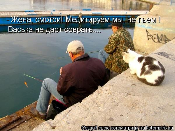 Котоматрица: - Жена, смотри! Медитируем мы, не пьем ! Васька не даст соврать....