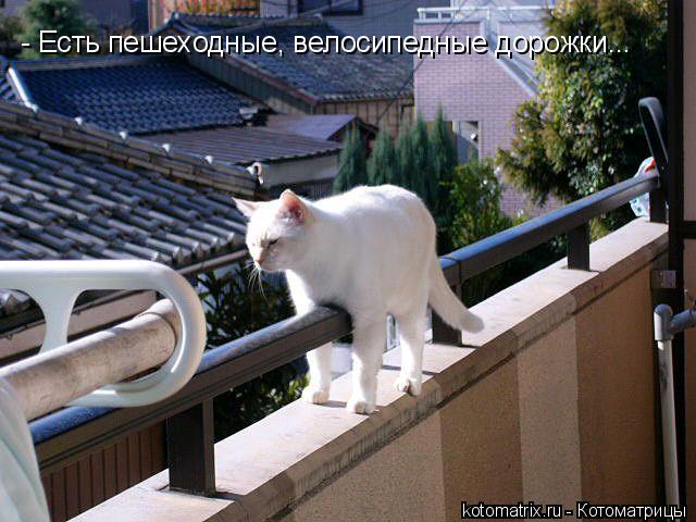 Котоматрица: - Есть пешеходные, велосипедные дорожки...