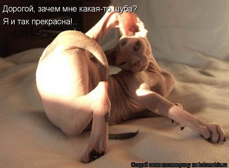 Котоматрица: Дорогой, зачем мне какая-то шуба?  Я и так прекрасна!.. Я и так прекрасна!..