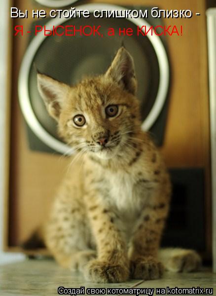 Котоматрица: Вы не стойте слишком близко - Я - РЫСЕНОК, а не КИСКА!